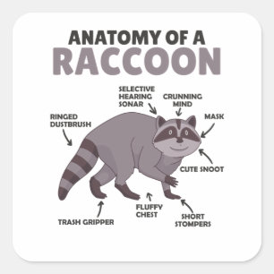 Sticker Carré Sweet Raccoon Explication Anatomie D'Un Raccoon