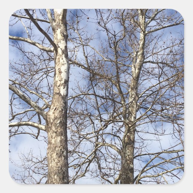 Sticker Carré Sycamore Trees dans un ciel d'hiver — (Devant)