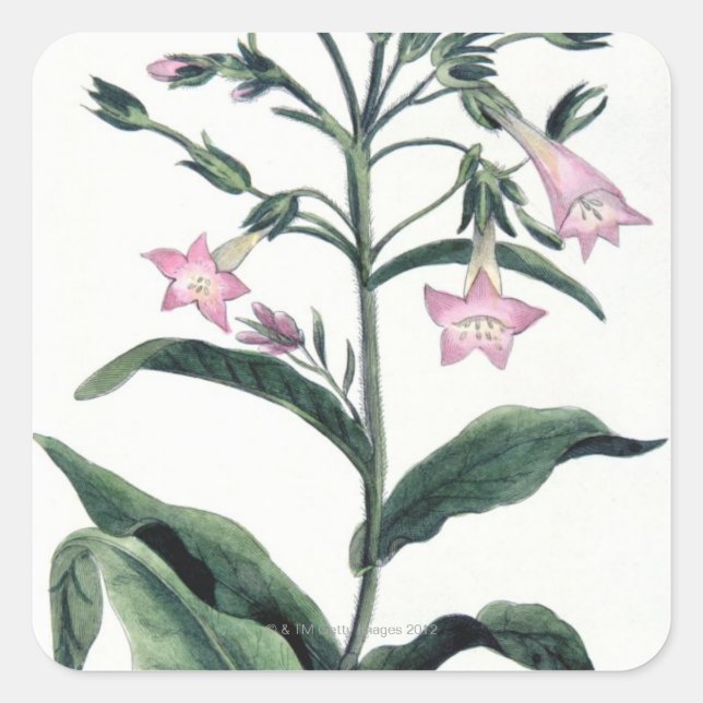 Sticker Carré Tabac (Devant)