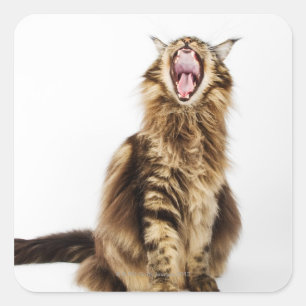 Sticker Carré Tabby Brown Classic Main Coon