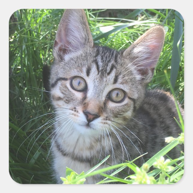 Sticker Carré Tabby Gris (Devant)