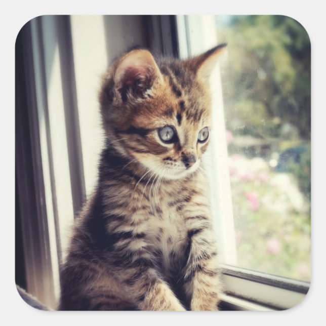 Sticker Carré Tabby Kitten Regarder (Devant)