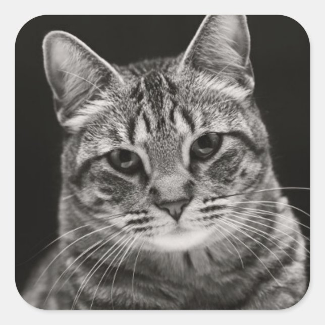 Sticker Carré Tabby noir Kitten (Devant)