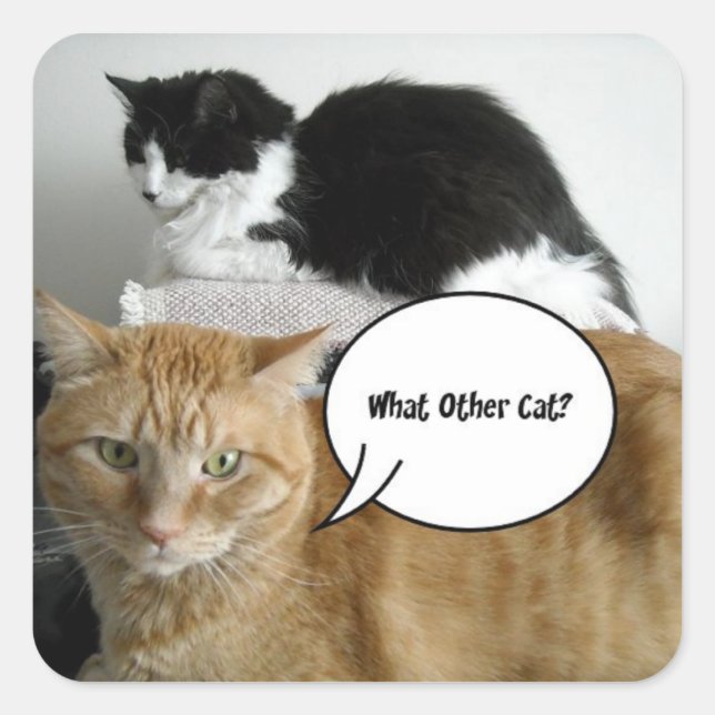 Sticker Carré Tabby orange et chats noirs et blancs (Devant)