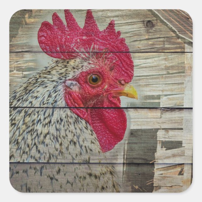 Sticker Carré Tableau de la grange de poulet rustique Rooster (Devant)
