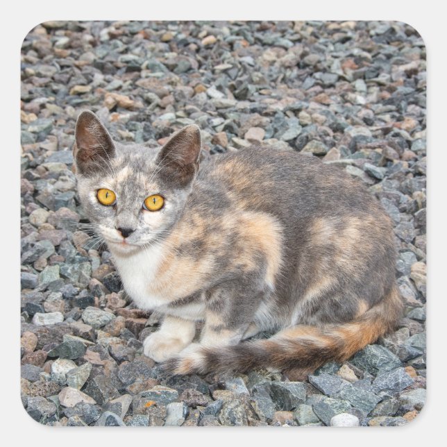 Sticker Carré Taie d'oreiller de chat (Devant)