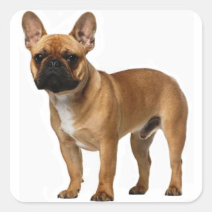 Sticker Carré Tan French Bulldog Brown / Chien chiot noir