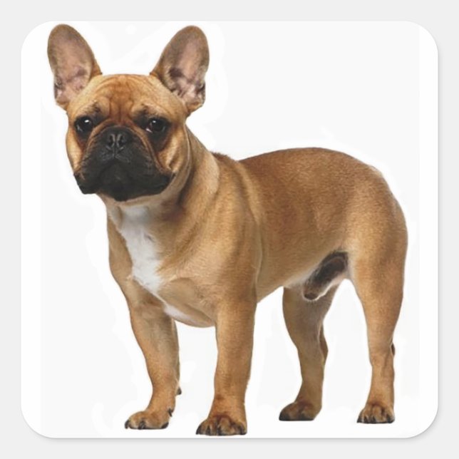 Sticker Carré Tan French Bulldog Brown / Chien chiot noir (Devant)