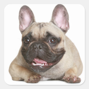 Sticker Carré Tan French Bulldog Brown / Chien chiot noir