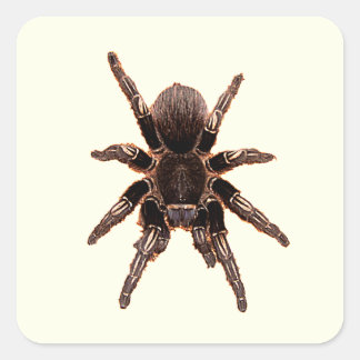 Sticker Carré Tarantula