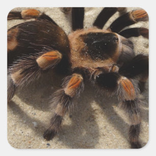 Sticker Carré Tarantula brachypelma rouge genou toxique