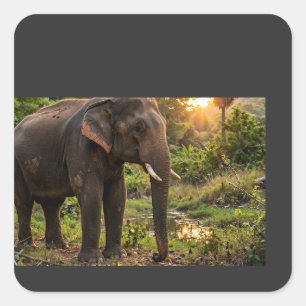 Sticker Carré Tasse éléphant du parc national de Yala - Faune de