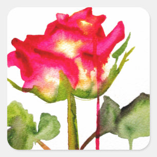 Sticker Carré Tea hybride Rose aquarelle moderne fleurie art