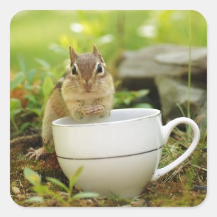 Sticker Carré Tea Time Chipmunk