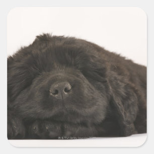 Sticker Carré Terre-Neuve Couchage de chiot (Canis familiaris).