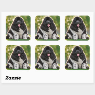 Sticker Carré Terre-Neuve noir et blanc Landseer dodu