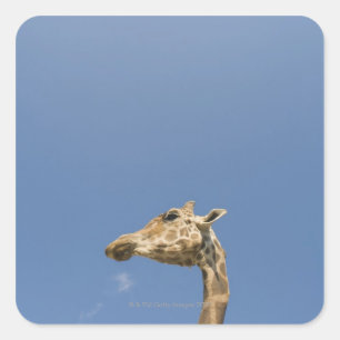 Sticker Carré Tête de Giraffe