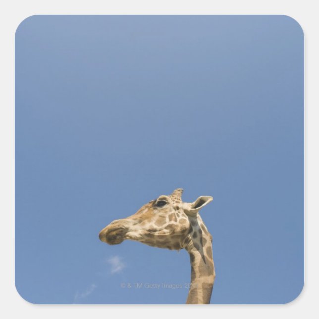 Sticker Carré Tête de Giraffe (Devant)