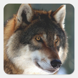 Sticker Carré Tête de loup géniale
