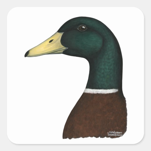 Sticker Carré Tête Mallard Drake (Devant)