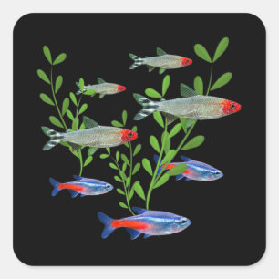 Sticker Carré Tetras Aquarium Neon Tetras Rummy Nez Tetras Poiss