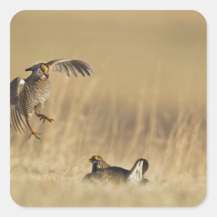 Sticker Carré Tétras des prairies mâles au lek dans le comté de