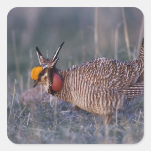 Sticker Carré Tétras des prairies, Tympanuchus