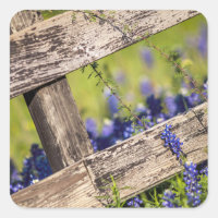 Texas Bluebonnets Autour D'Une clôture De Campagne