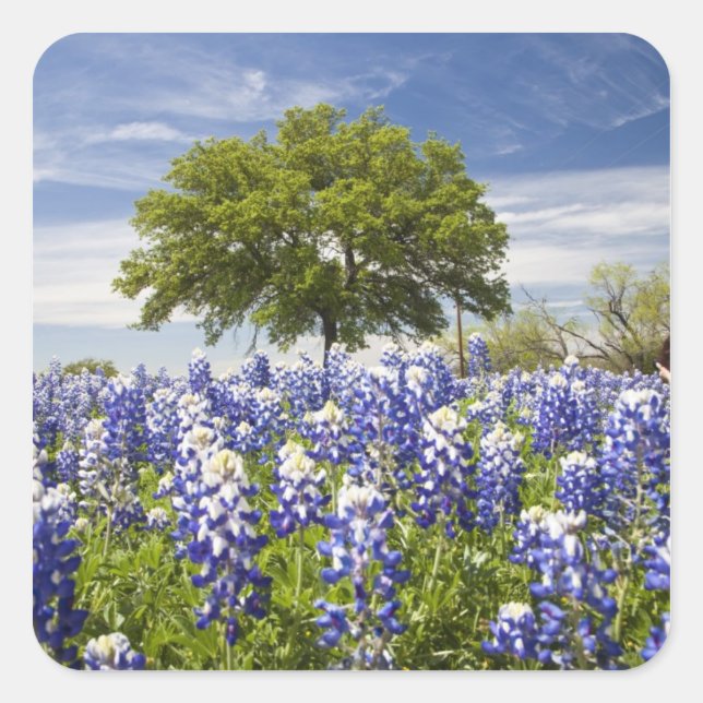 Sticker Carré Texas bluebonnets (lupinus texensis) et chêne (Devant)