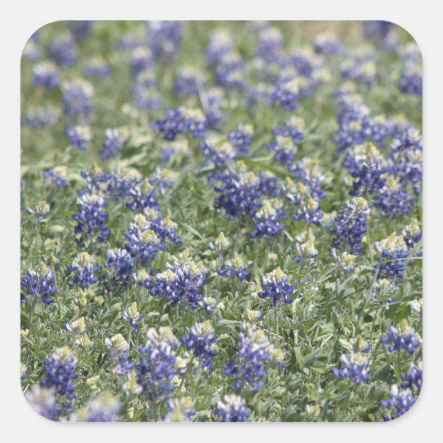 Sticker Carré Texas Bluebonnets série photo #11 (Devant)