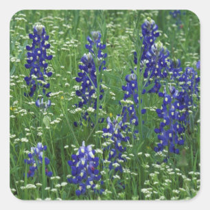 Sticker Carré Texas, Lac Buchanan. Texas Bluebonnet et Wild