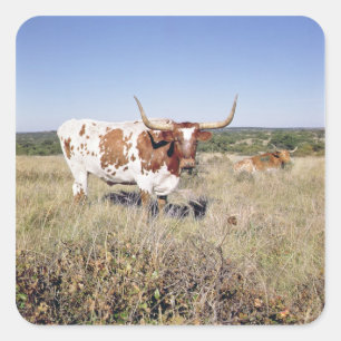 Sticker Carré Texas Longhorn Breed (photo)