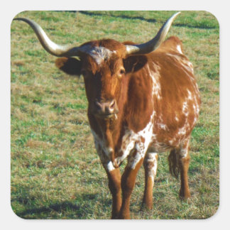 Sticker Carré Texas Longhorn Cattle Cow Photo Russe