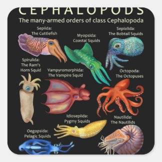 Sticker Carré The Cephalopod Octopus Squid Cuttlefish