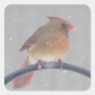 STICKER CARRÉ TICKERS AVEC CARDINAL