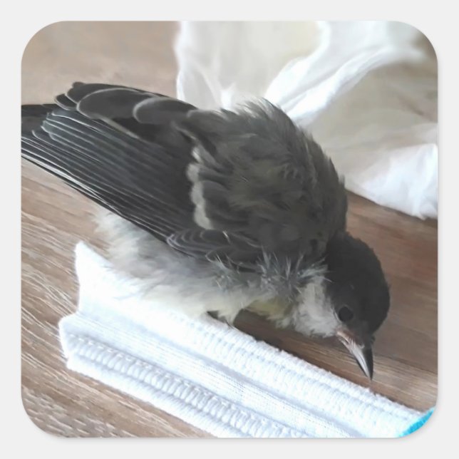 Sticker Carré Tidi my Bird le Parus Major (Devant)