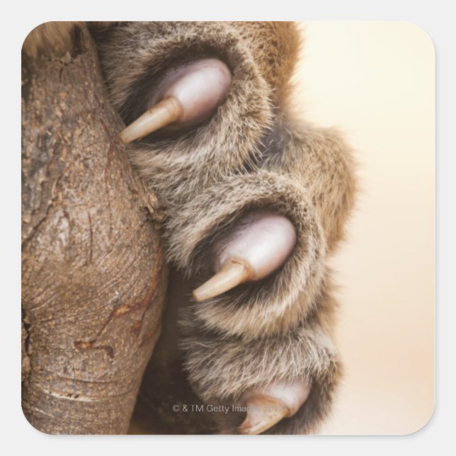 Sticker Carré Tiger (Devant)