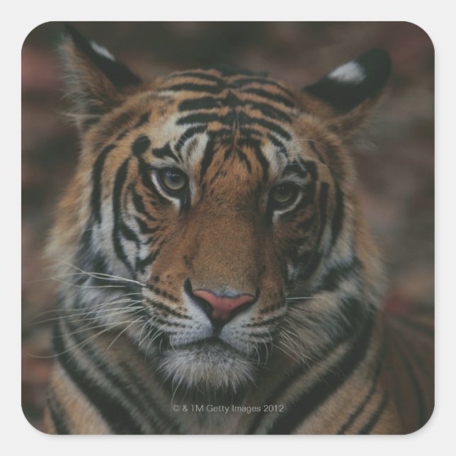 Sticker Carré Tiger (Devant)