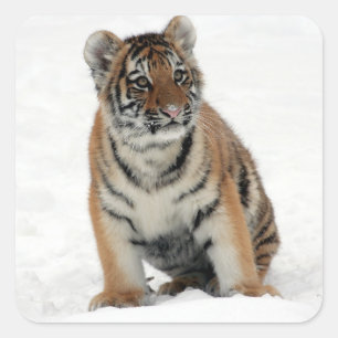 Sticker Carré Tiger