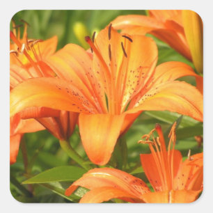Sticker Carré Tiger Lily