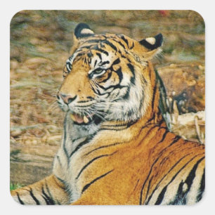 Sticker Carré Tigre