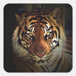 Sticker Carré Tigre