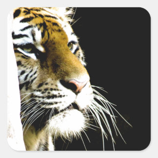 Sticker Carré Tigre