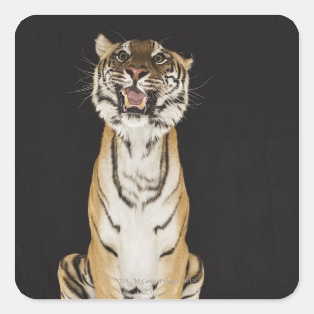 Sticker Carré Tigre assis sur la plateforme (Devant)
