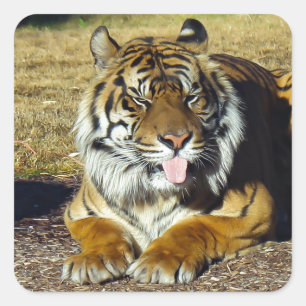Sticker Carré Tigre avec un tude de `