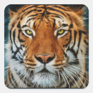 Sticker Carré Tigre dans l'eau Photographie