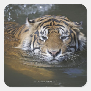 Sticker Carré Tigre de Sumatran, sumatrae du Tigre de Panthera