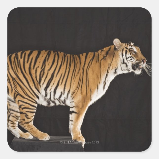 Sticker Carré Tigre debout sur la plateforme (Devant)