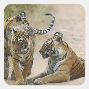 Sticker Carré Tigre du Bengale royal et jeunes, Ranthambhor