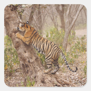 Sticker Carré Tigre du Bengale royal grimpant dans l'arbre,